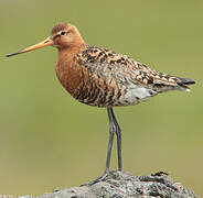 Black-tailed Godwit