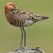 Black-tailed Godwit