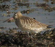 Bar-tailed Godwit