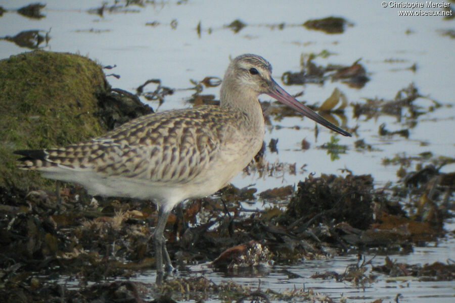 Bar-tailed Godwit