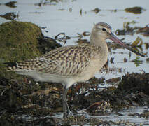 Bar-tailed Godwit