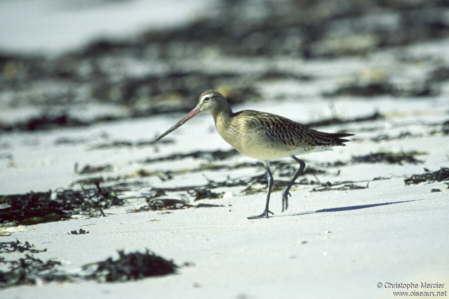 Bar-tailed Godwit