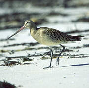 Bar-tailed Godwit