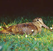 Eurasian Woodcock