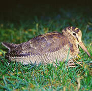 Eurasian Woodcock