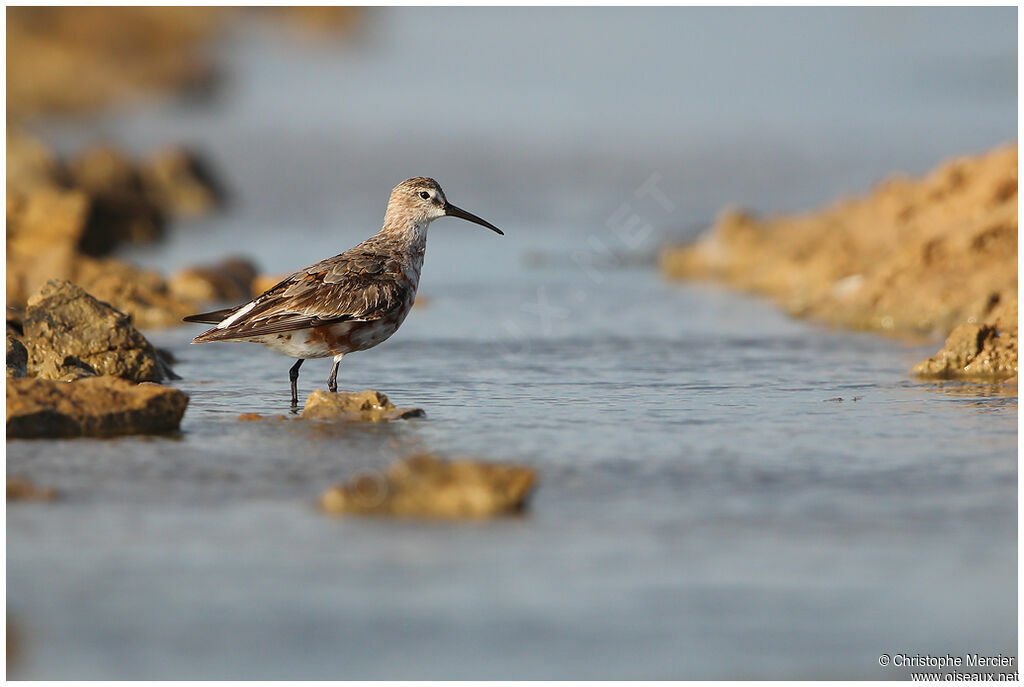 Curlew Sandpiper