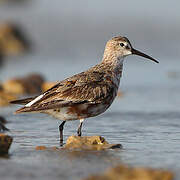 Curlew Sandpiper