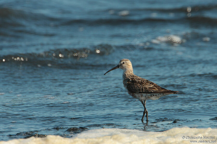 Curlew Sandpiper