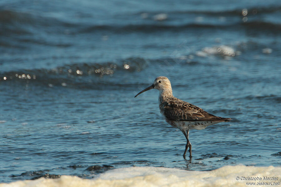 Curlew Sandpiper