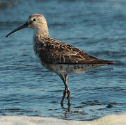 Curlew Sandpiper