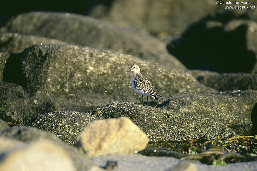 Baird's Sandpiper