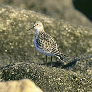 Baird's Sandpiper