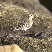 Baird's Sandpiper