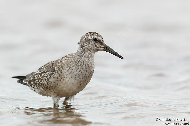 Red Knot