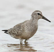 Red Knot