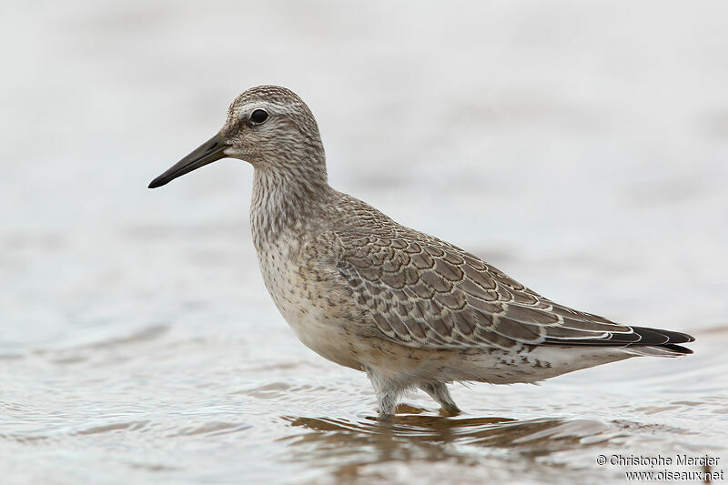 Red Knot