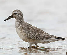 Red Knot