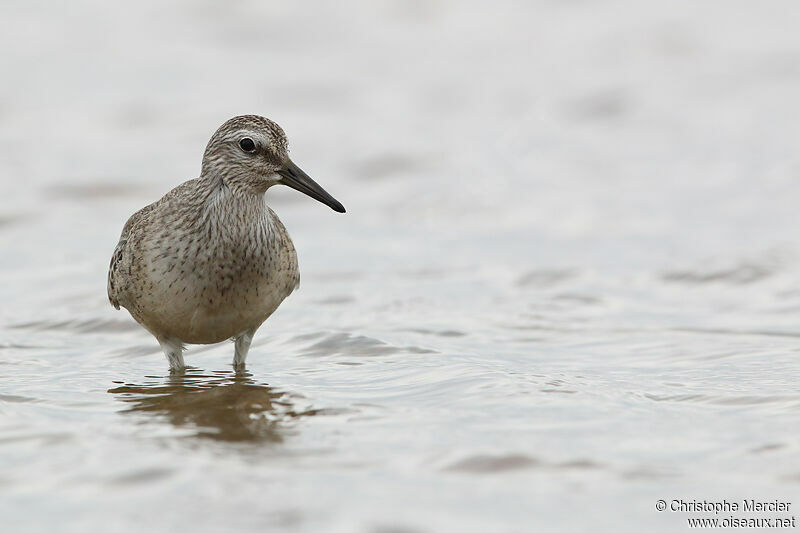 Red Knot