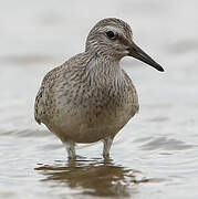 Red Knot