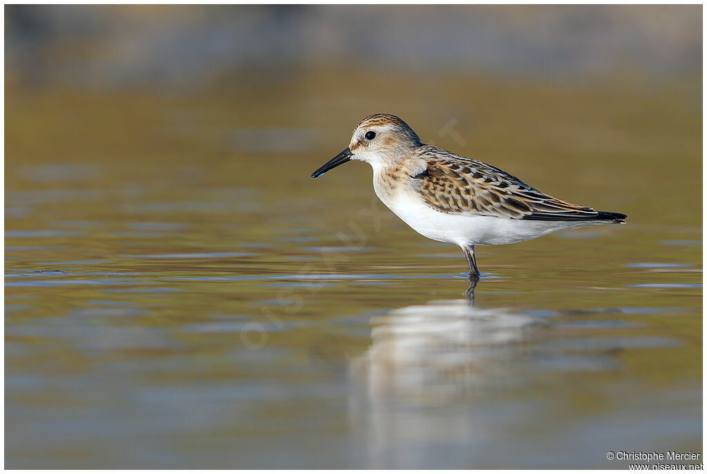 Little Stint