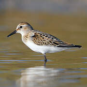 Little Stint