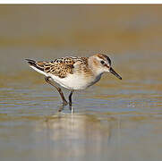 Little Stint