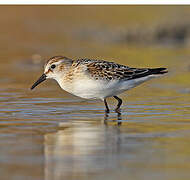 Little Stint