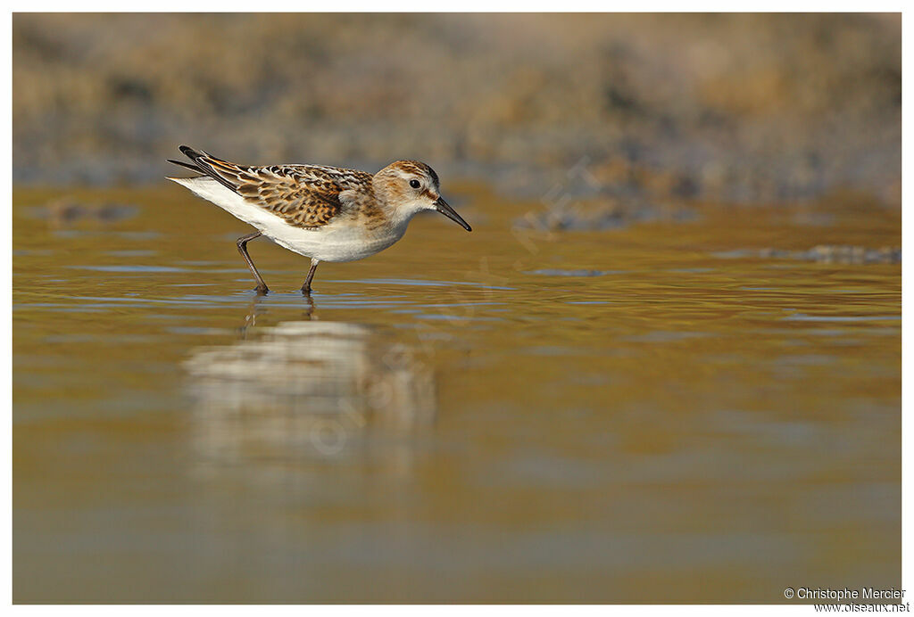 Little Stint