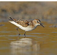 Little Stint