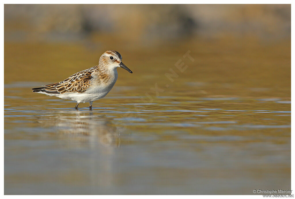 Little Stint