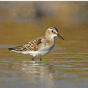 Little Stint