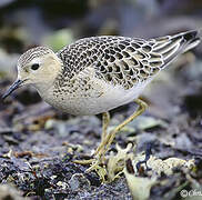 Buff-breasted Sandpiper