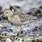 Buff-breasted Sandpiper