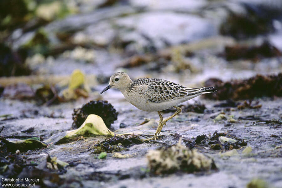 Buff-breasted Sandpiperjuvenile, identification