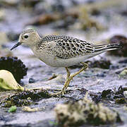 Buff-breasted Sandpiper