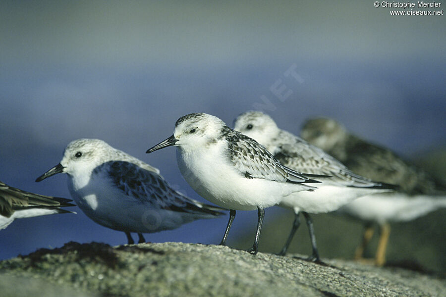 Sanderling