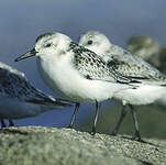 Bécasseau sanderling