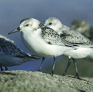 Sanderling