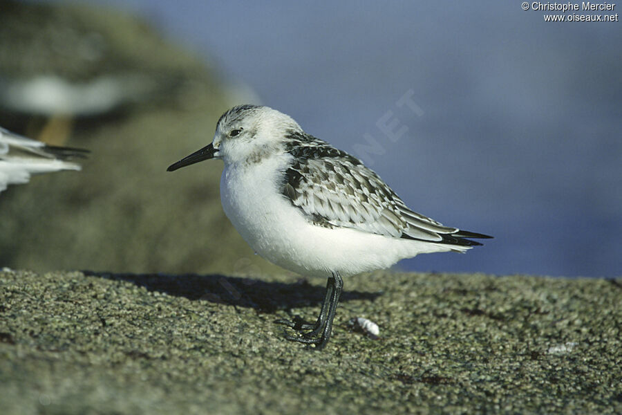 Sanderling