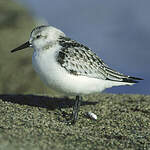 Bécasseau sanderling