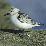 Sanderling