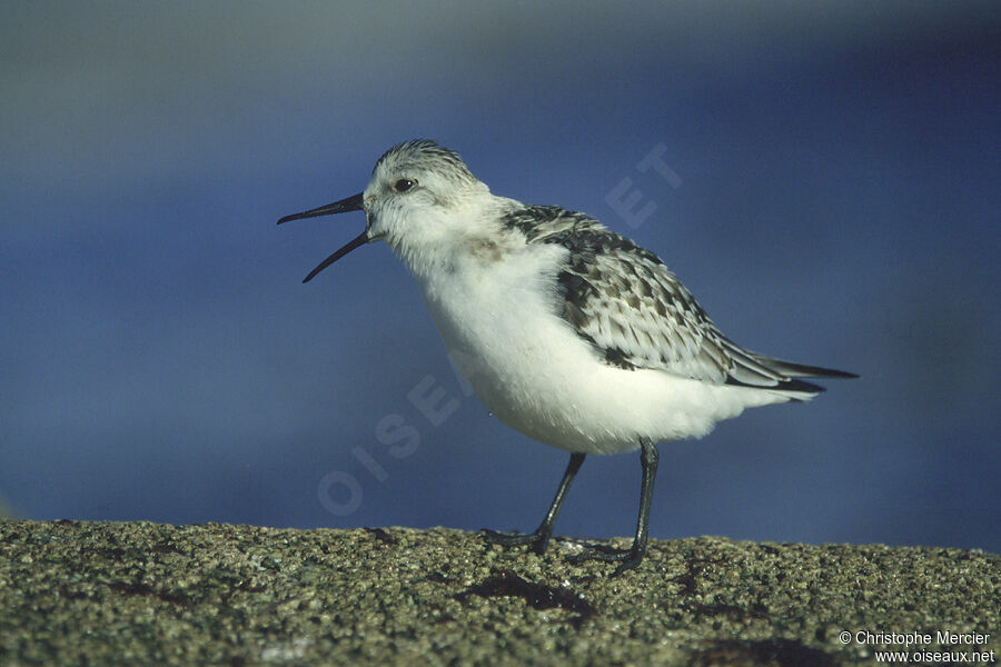 Bécasseau sanderling