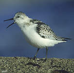 Bécasseau sanderling