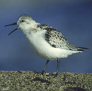 Sanderling