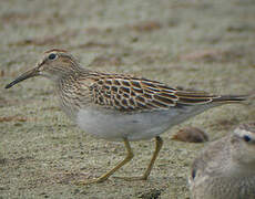 Pectoral Sandpiper