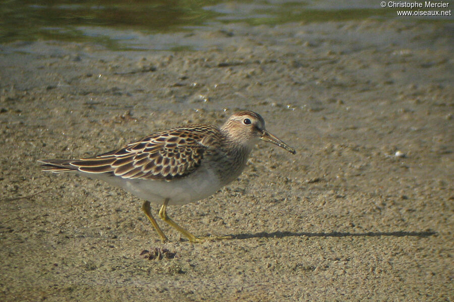 Pectoral Sandpiper