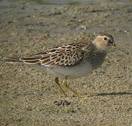 Pectoral Sandpiper