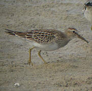 Pectoral Sandpiper