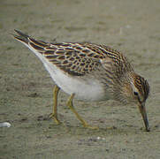 Pectoral Sandpiper