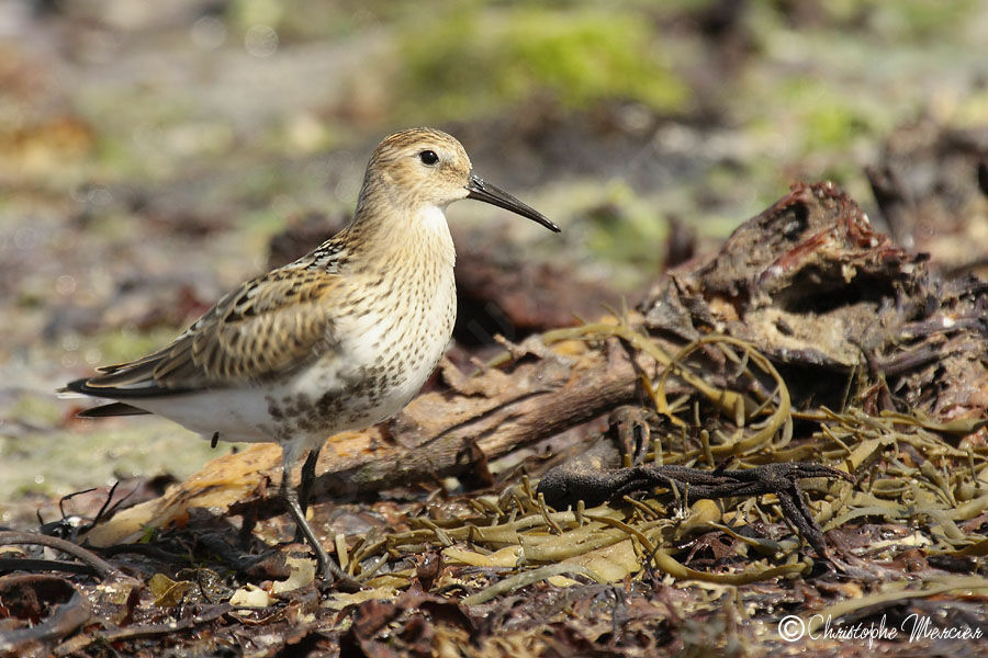 Bécasseau variable